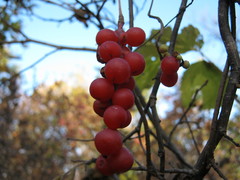 Schisandra chinensis
