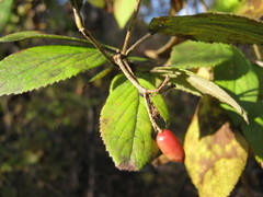 Viburnum burejaeticum