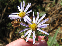 Symphyotrichum lentum