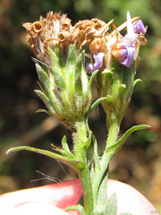 Symphyotrichum lentum