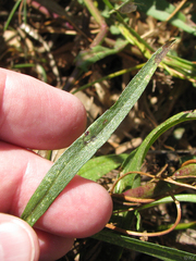 Symphyotrichum lentum