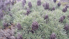 Echium candicans