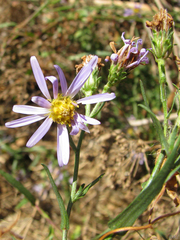 Symphyotrichum lentum