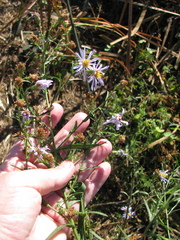 Symphyotrichum lentum
