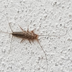 Ctenolepisma lineatum