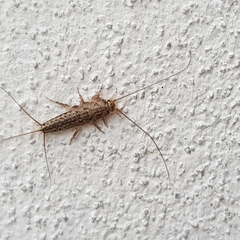 Ctenolepisma lineatum