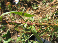 Symphyotrichum lentum