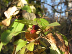 Viburnum burejaeticum