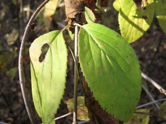 Viburnum burejaeticum