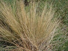 Festuca novae-zelandiae