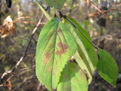 Viburnum burejaeticum