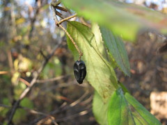 Viburnum burejaeticum