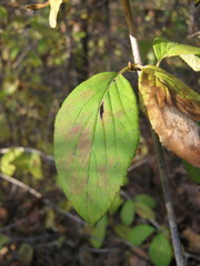 Viburnum burejaeticum
