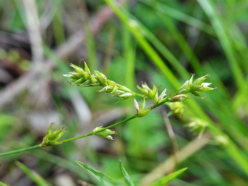 Grassland sedge (Carex divulsa)
