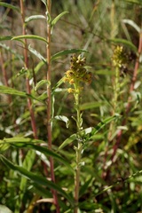 Solidago confinis