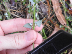 Chenopodium trigonon stellulatum