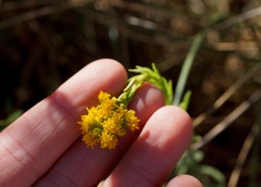 Solidago confinis