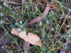 Chenopodium trigonon stellulatum