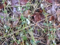 Chenopodium trigonon stellulatum