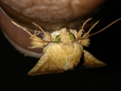 Helicoverpa armigera