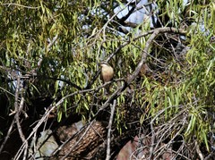 Chrysococcyx osculans