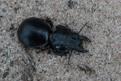 Scaraphites hirtipes