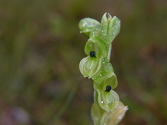 Pterostylis bicolor