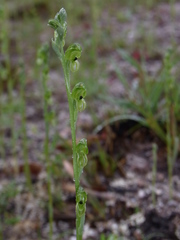 Pterostylis bicolor