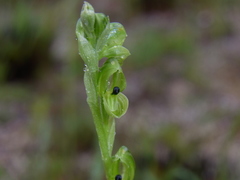 Pterostylis bicolor