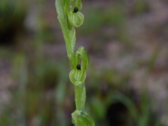Pterostylis bicolor