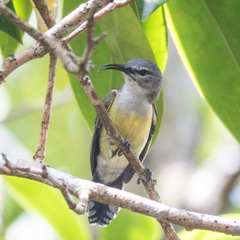 Leptocoma calcostetha