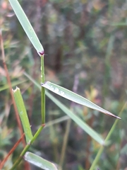 Tetrarrhena juncea