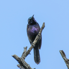Leptocoma calcostetha