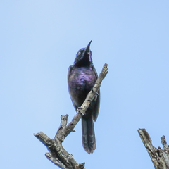 Leptocoma calcostetha