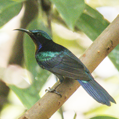 Leptocoma calcostetha