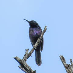 Leptocoma calcostetha