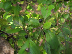 Rhamnus davurica