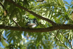 Chrysococcyx lucidus lucidus