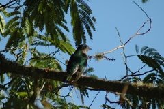 Chrysococcyx lucidus lucidus