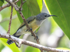 Leptocoma calcostetha