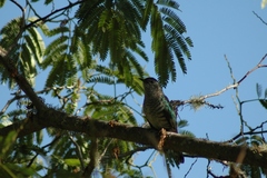 Chrysococcyx lucidus lucidus