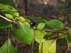 Rhamnus davurica