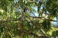 Chrysococcyx lucidus lucidus