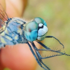 Anisoptera