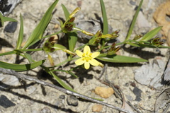 Tricoryne