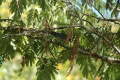 Chrysococcyx lucidus lucidus