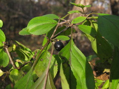 Rhamnus davurica