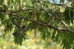 Chrysococcyx lucidus lucidus