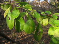 Rhamnus davurica