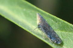 Scaphytopius loricatus